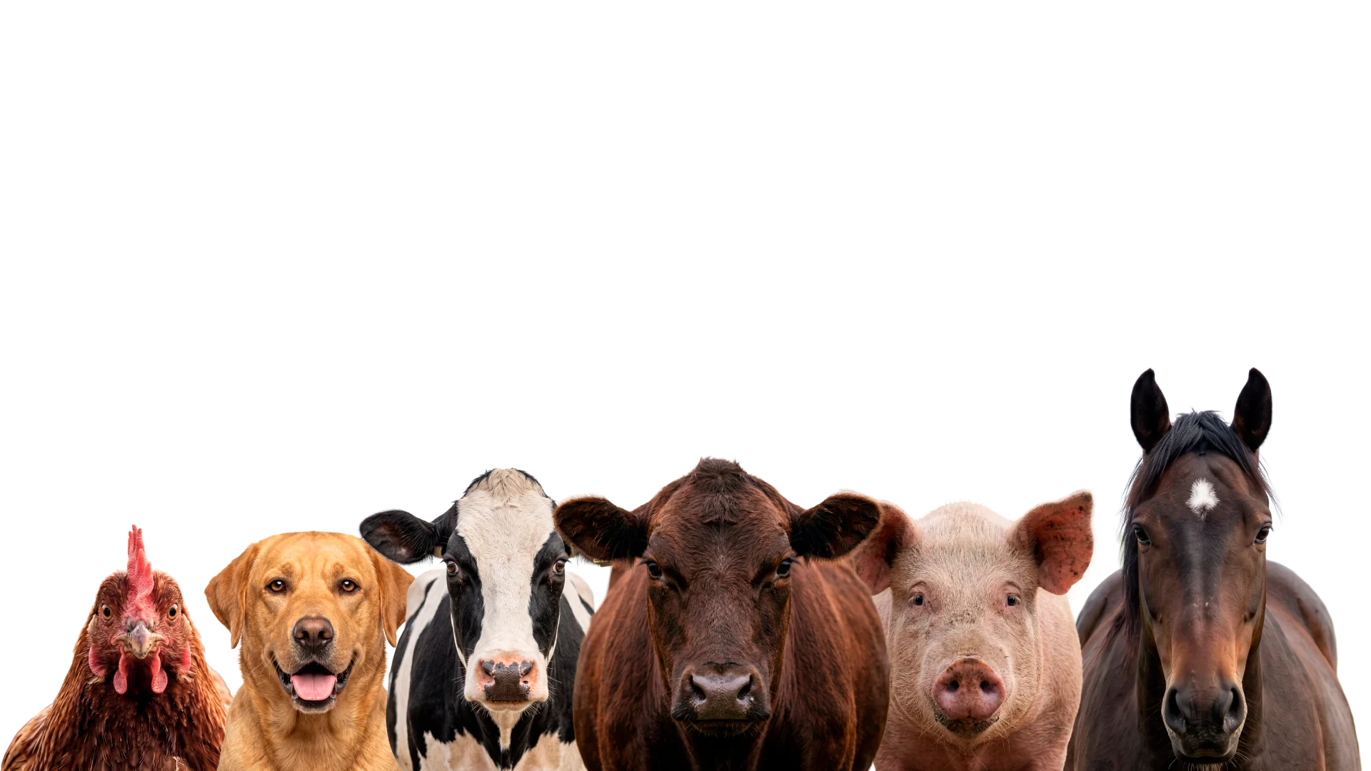 Animales de distintas especies: gallina, perro, vacas, cerdo y caballo